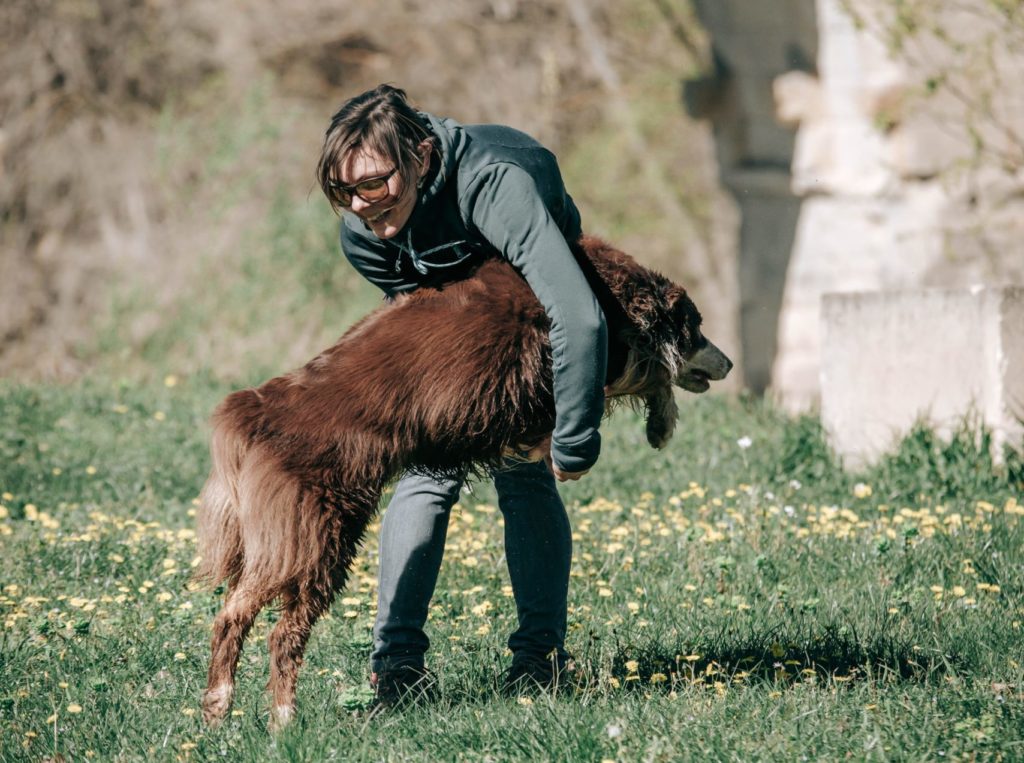 éducation chien Alès
berger australien
complicité