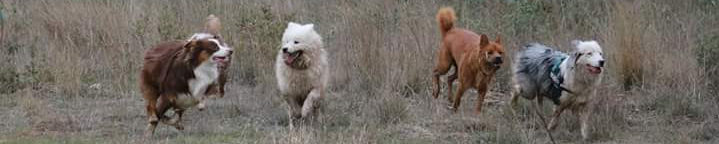 balade éducative chien
Alès