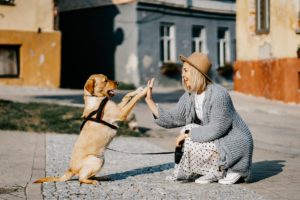 une femme est agenouillée devant un chien qui fait le beau et met ses pattes sur la main de la personne
éducation canine bienveillante
