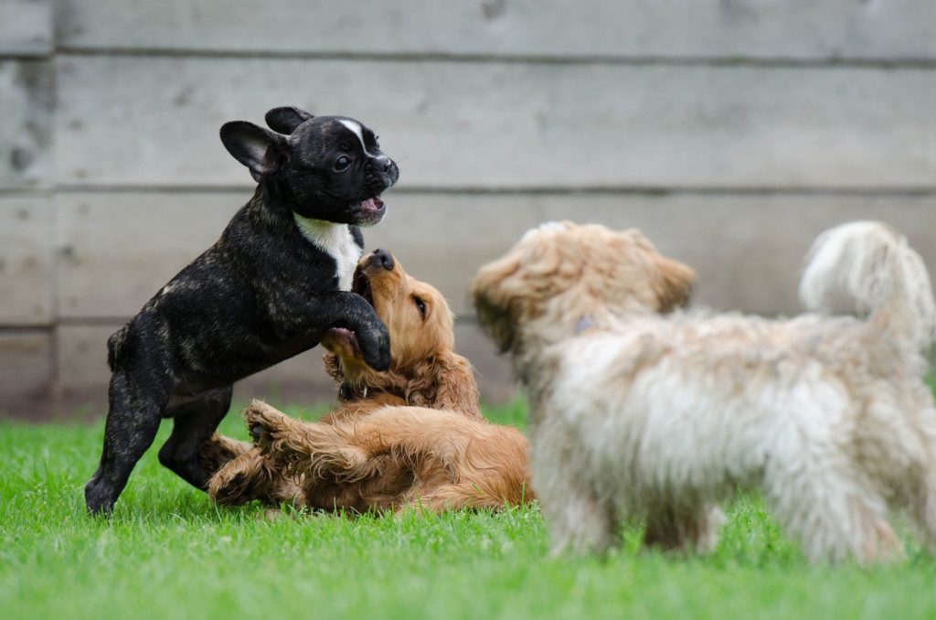 3 chiots jouent ensemble dans le jardin
éducateur canin maternelle pour chiots
