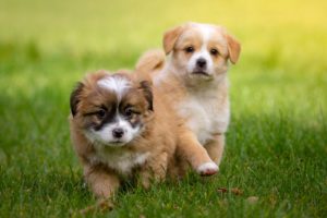 chiots shih tzu