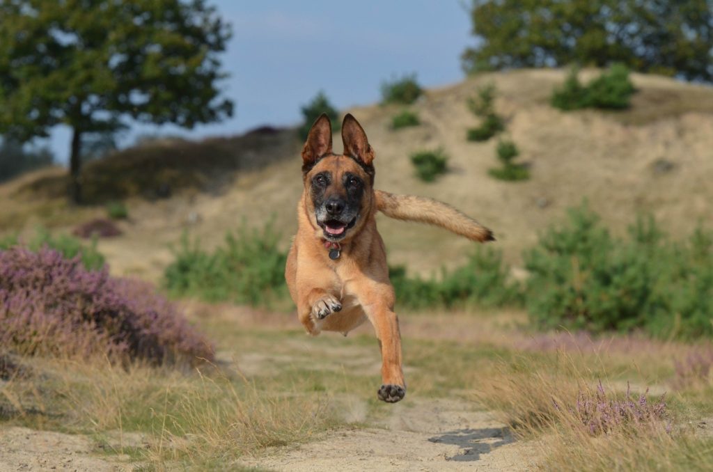 Berger belge malinois
formation canine
dressage chien