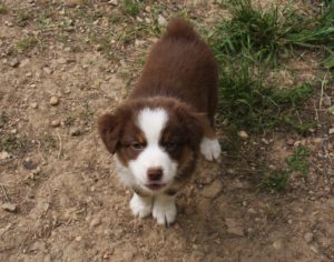 chiot berger australien