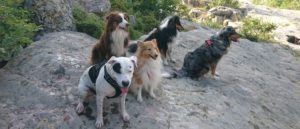 Groupe de chiens en statique au bord de l'eau pour travailler l'attention et le calme en balade collective Cyno Complices