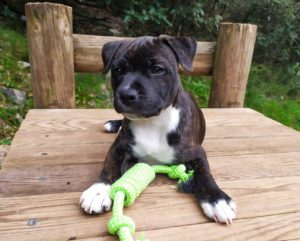 chiot staffie