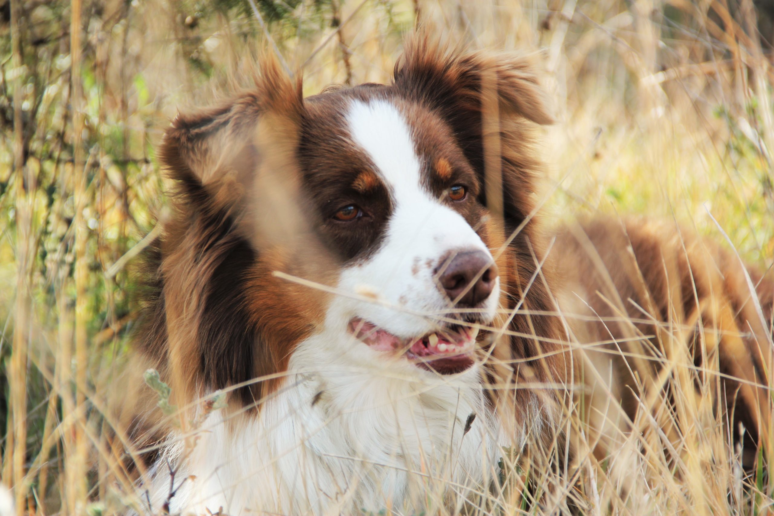 Berger australien de Cyno Complices dans les herbes hautes, attention aux épillets