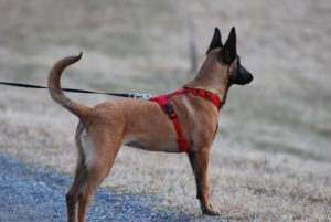 Analyse du comportement d'un chien Malinois en laisse lors d'un bilan initial pour comprendre ses besoins et améliorer la marche en ville