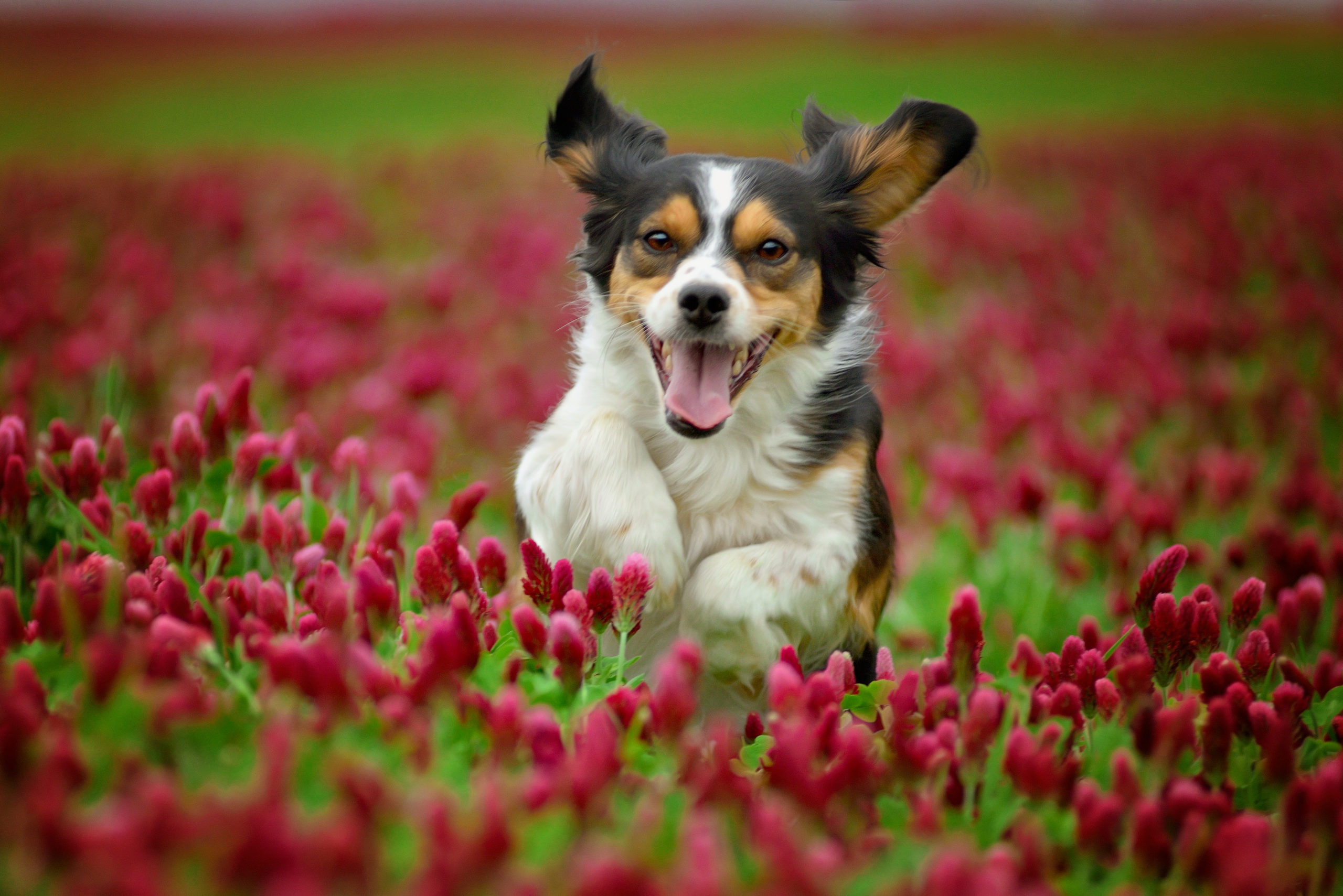 chien heureux galopant dans les tulipes et hautes herbes pension canine familiale