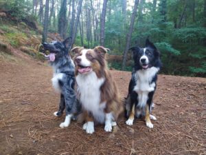 3 chiens assis, attentifs lors d'une balade en pension canine Cyno Complices