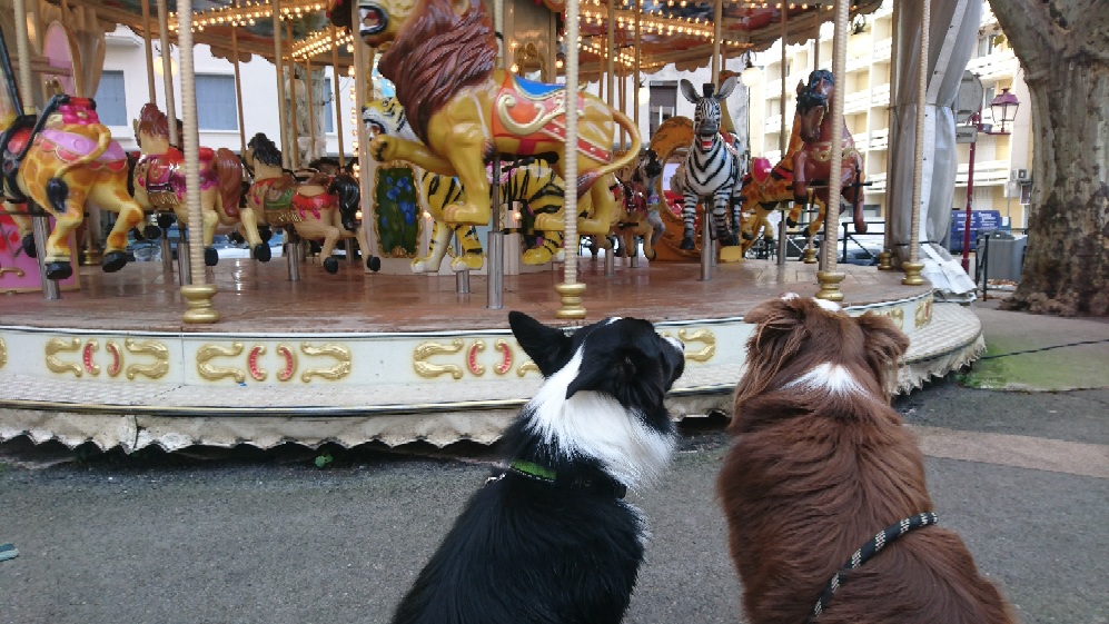 Deux chiens cote à vote regardent tourner un manège Pension canine familiale