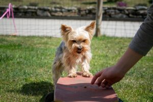 chiot yorkshire terrier en apprentissage à l'école du chiot Alès