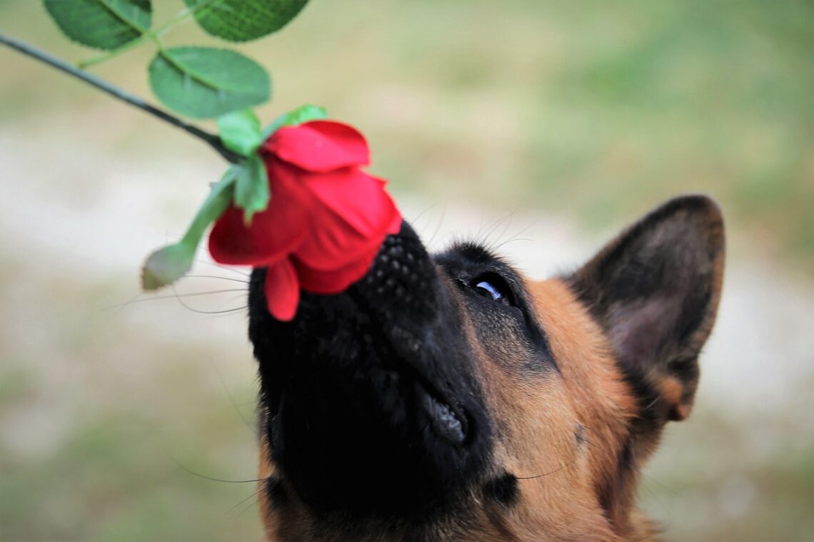 malinois renifle une rose éducation positive chien