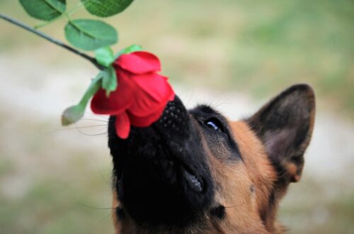 malinois renifle une rose éducation positive chien