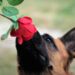 malinois renifle une rose éducation positive chien