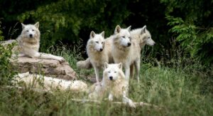 meute de loups, structure sociale bien organisée, à l'inverse du fonctionnement du chien
