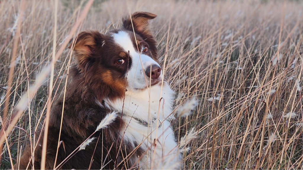 berger australien danger épillets dans les oreilles