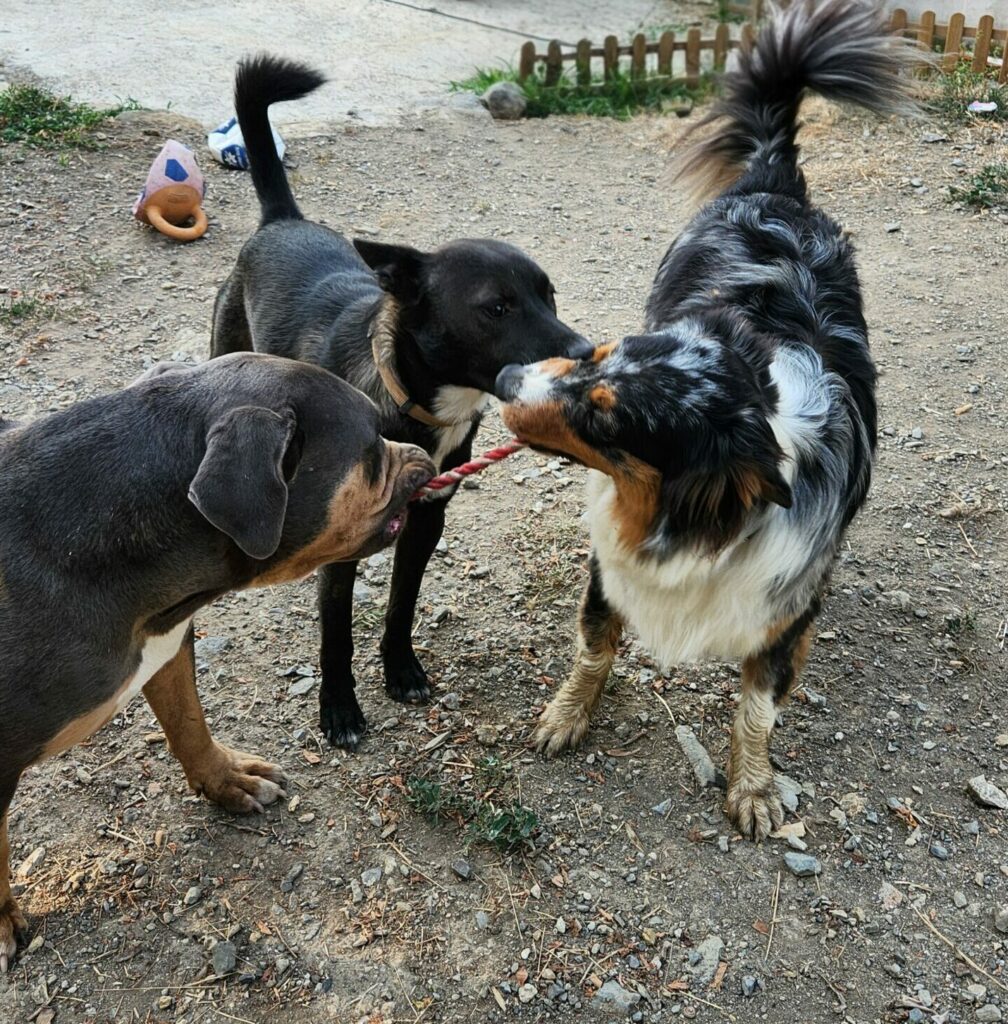 Interactions ludiques et partage entre chiens dans le jardin sécurisé de la pension familiale Cyno Complices.