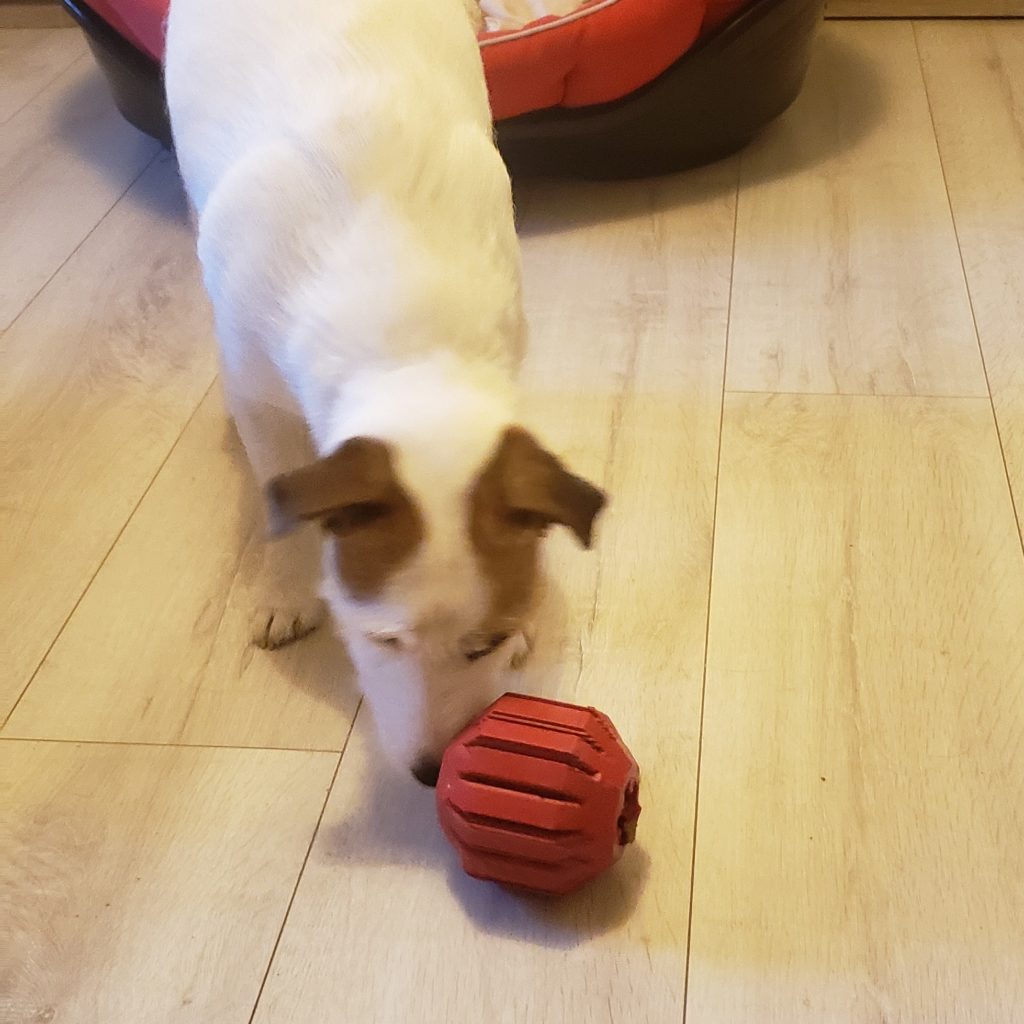un chien jack russell joue avec une balle distributrice Kong
