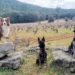 3 chiens prennent la pose pour une photo lors d'une balade en garrigue dans les Cévennes
