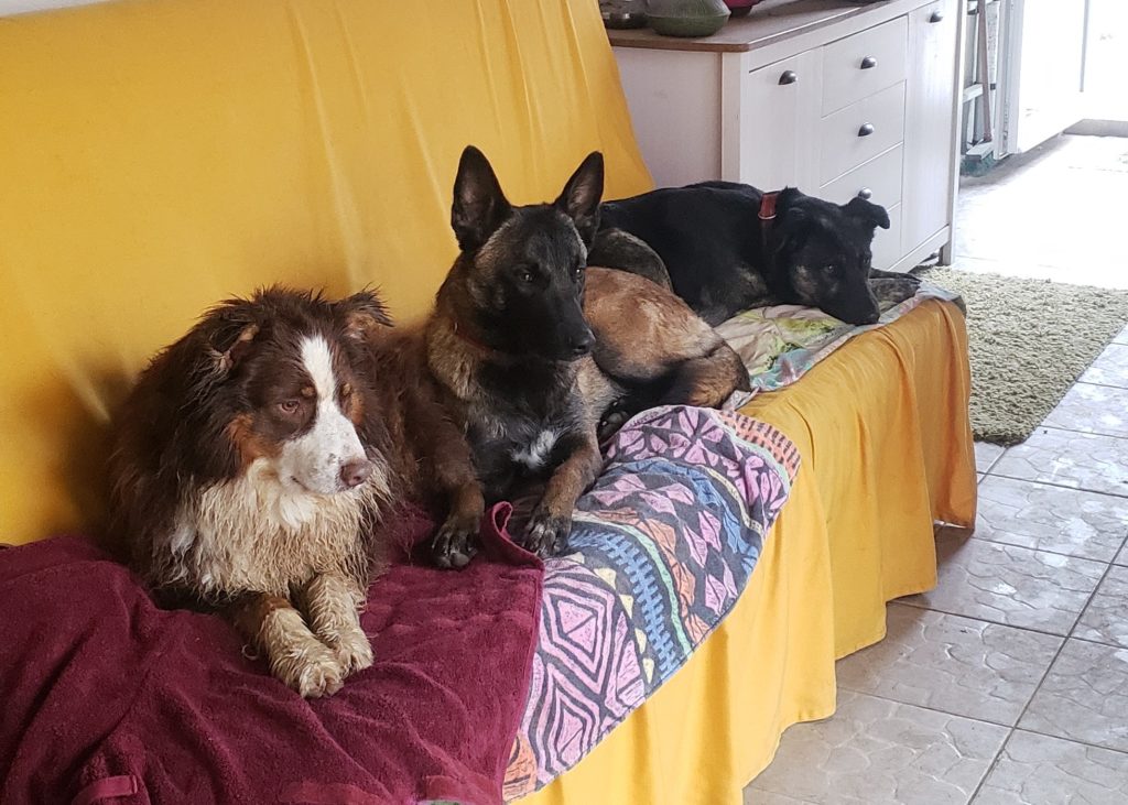 3 chiens sur canapé