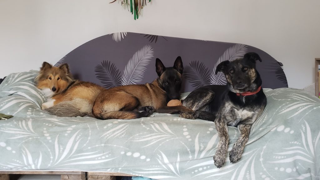 3 chiens couchés sur le canapé du salon
Pension canine Gard