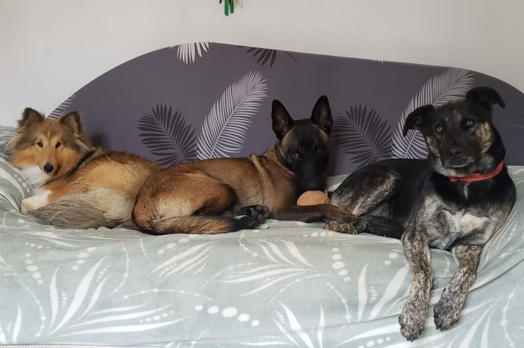 3 chiens sur canapé