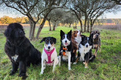 Des chiens prennent la pose dans un cadre verdoyant en pension canine familiale chez Cyno Complices