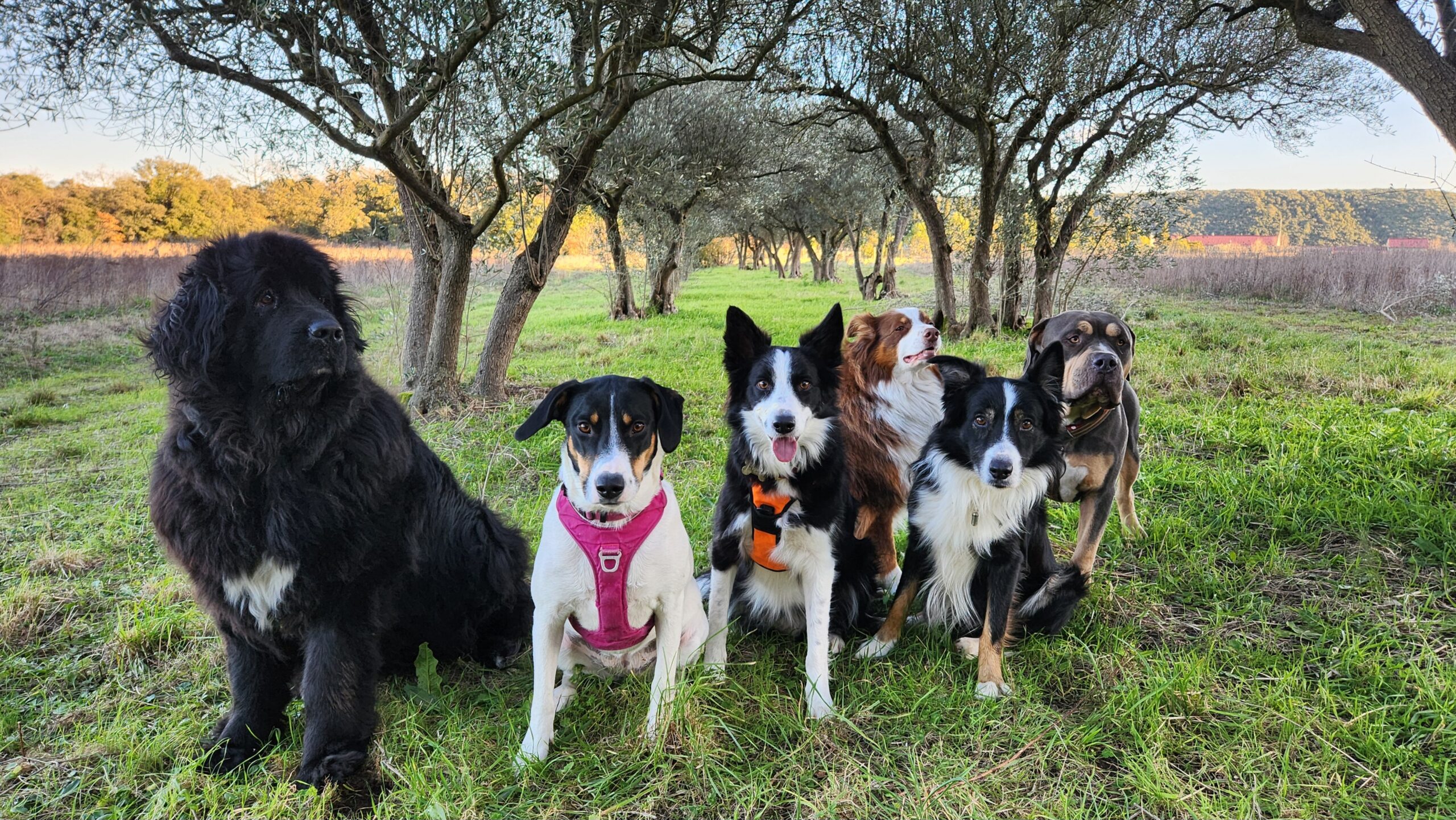 Pension Canine Familiale à Alès 🏠: Un séjour « Comme à la Maison »