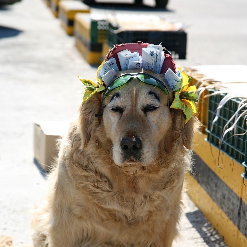 Chien golden retriever avec une casquette pleine de billets
Tarif pension canine familiale