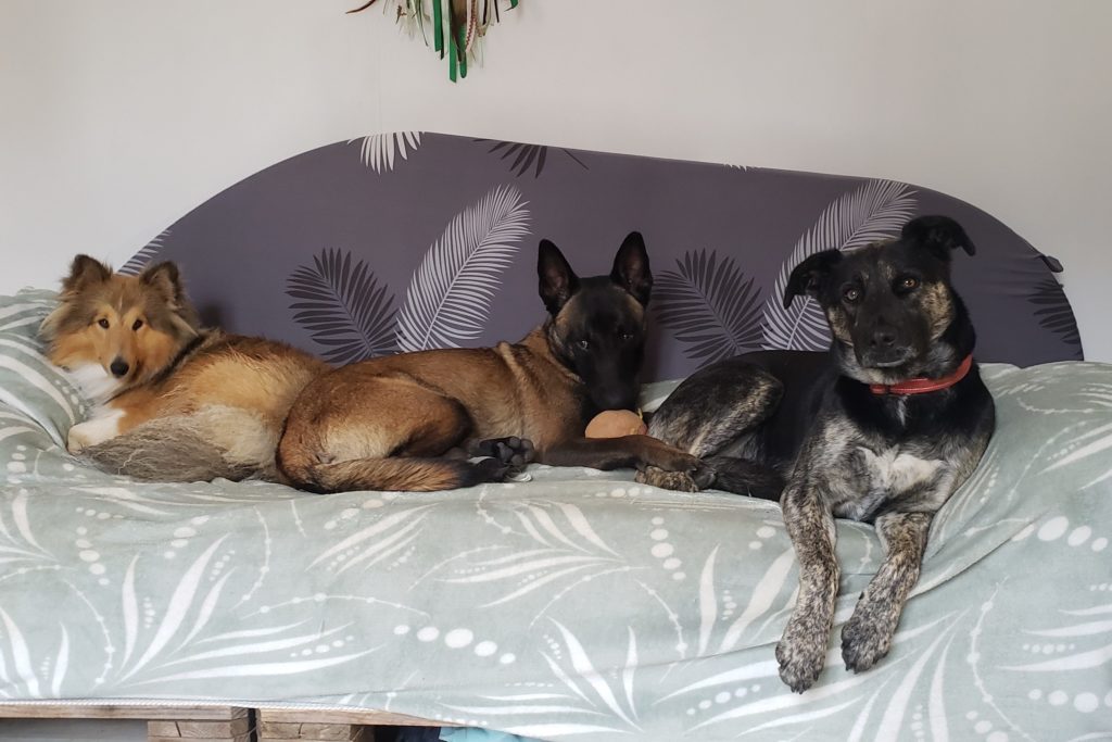 Trois chiens confortablement installés sur le canapé, illustrant la vie de famille au sein de la pension Cyno Complices