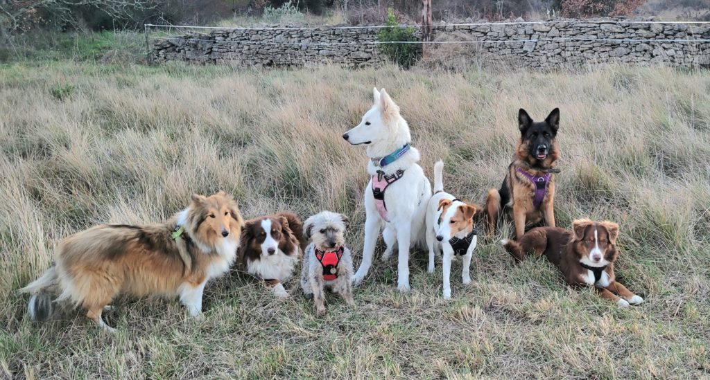 Groupe de chiens sur le centre canin près d'Alès