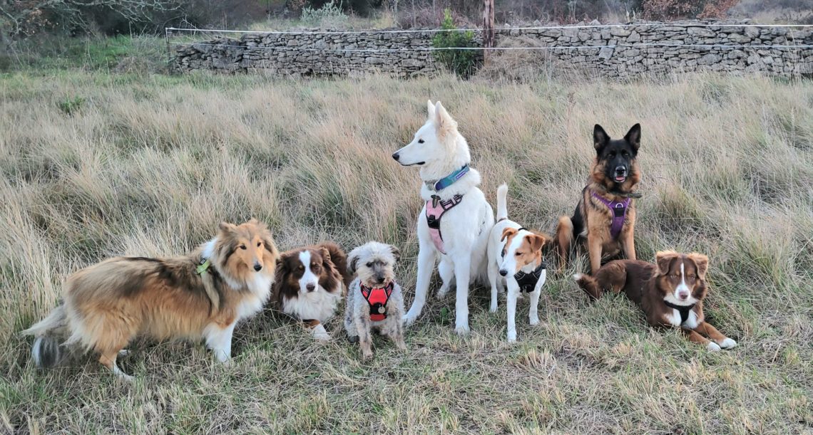 Groupe de chiens au centre canin Alès