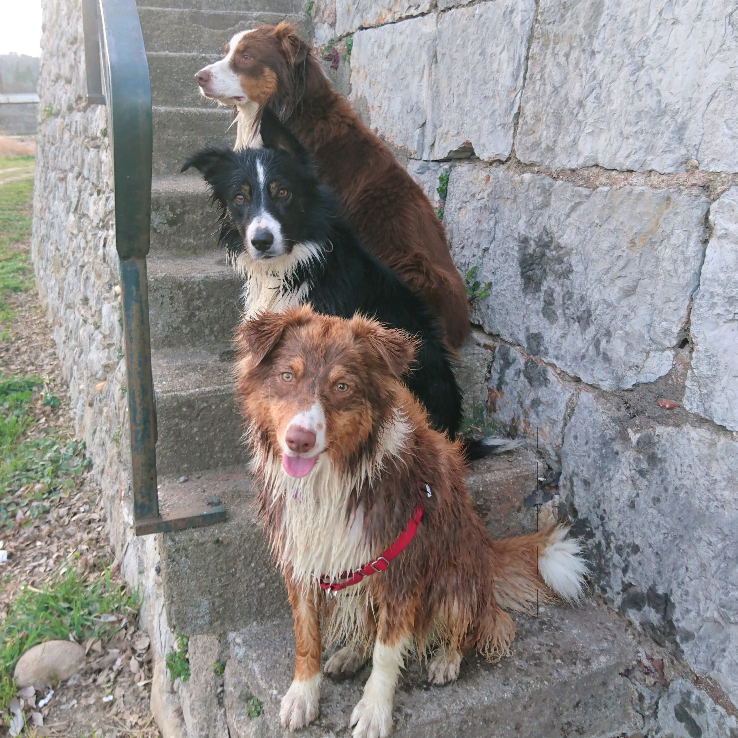 3 chiens sont assis les uns derrière les autres sur un escalier qui mène aux berges du Gardon à Alès
Cours collectif éducateur canin
Education chiot chien Alès