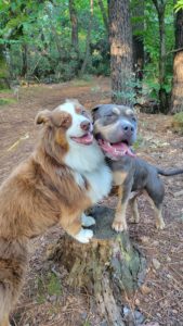 Laïka et Lloyd, les chiens résidents de la pension, habitués à accueillir de nouveaux compagnons avec bienveillance