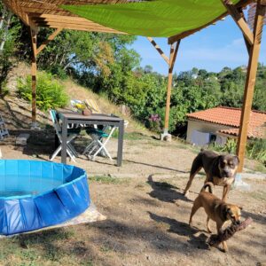 2 chiens en pension canine familiale Cyno Complices