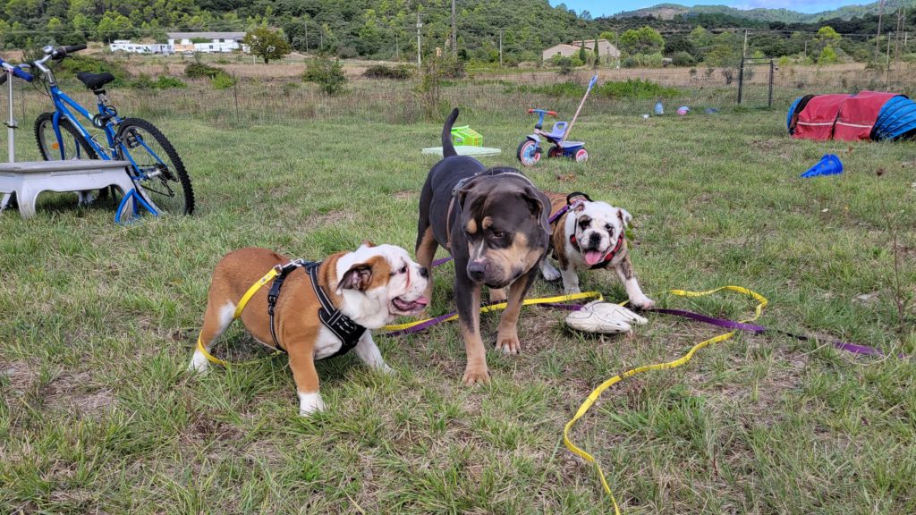 Bully XL
Chiots bouledogue français
Pension canine familiale
Education canine