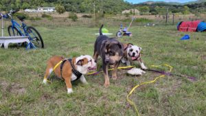 American bully et bouledogues français à l'école du chiot Alès