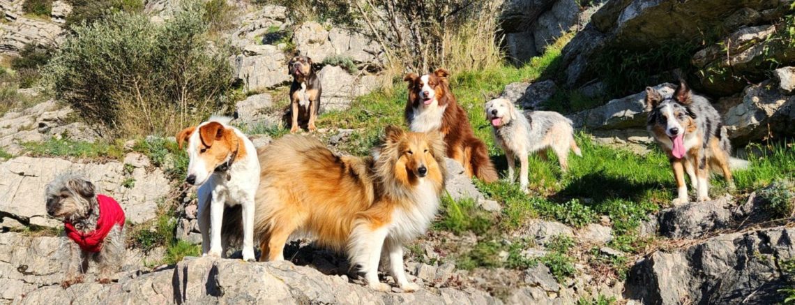 groupe de chiens en pension canine Cyno Complices