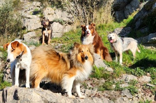 groupe de chiens en pension canine Cyno Complices