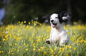 chiot galopant dans la prairie de la pension canine familiale à Alès