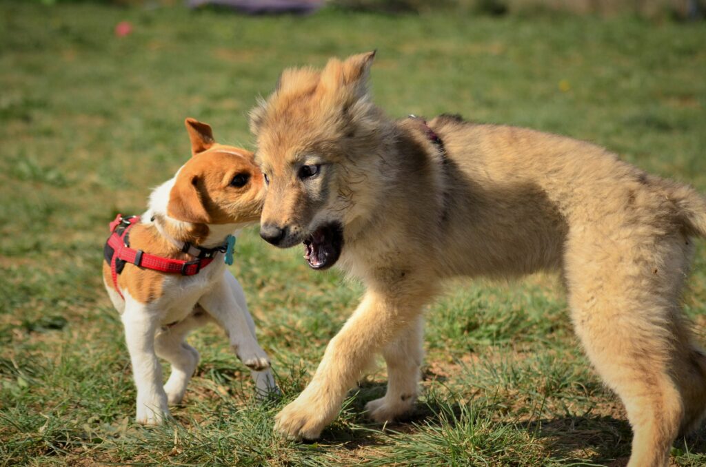 Jeunes chiens en pleine interaction ludique pour favoriser une bonne communication dès le plus jeune âge chez Cyno Complices