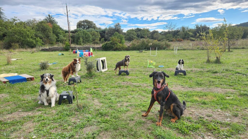 Le terrain d'éducation sécurisé de Cyno Complices où les chiens apprennent les positions statiques et la patience