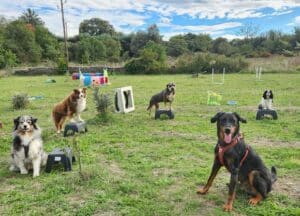Chiens en statique au terrain ludique d'éducation Cyno Complices situé à Saint Jean du Pin près d'Alès
