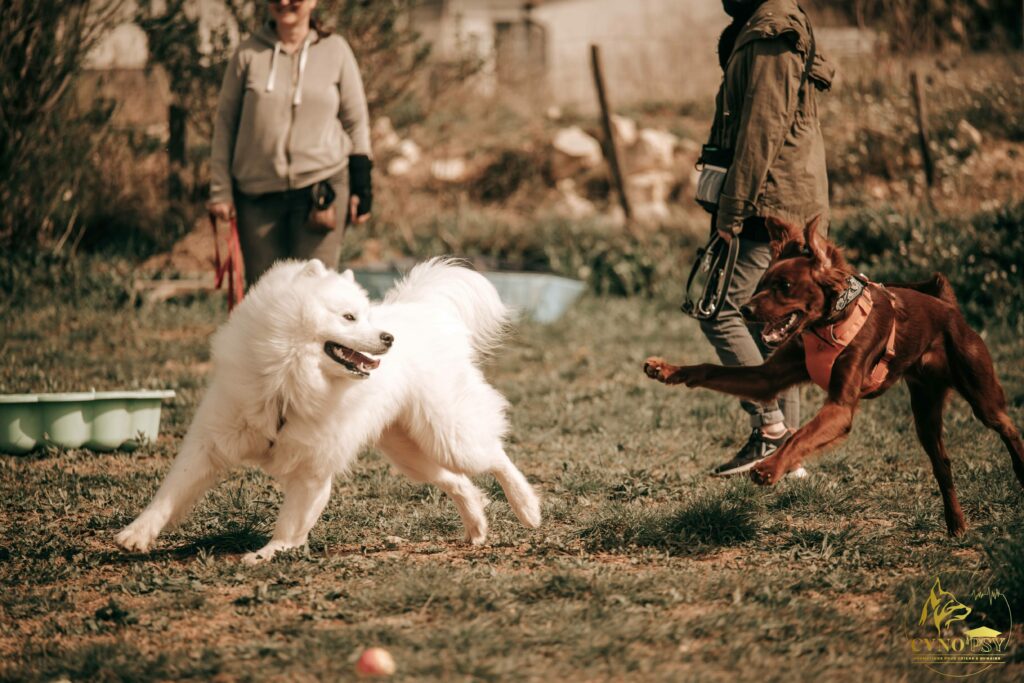 deux chiens jouant pendant un cours collectif Cyno Complices, surveillés par leurs humains
