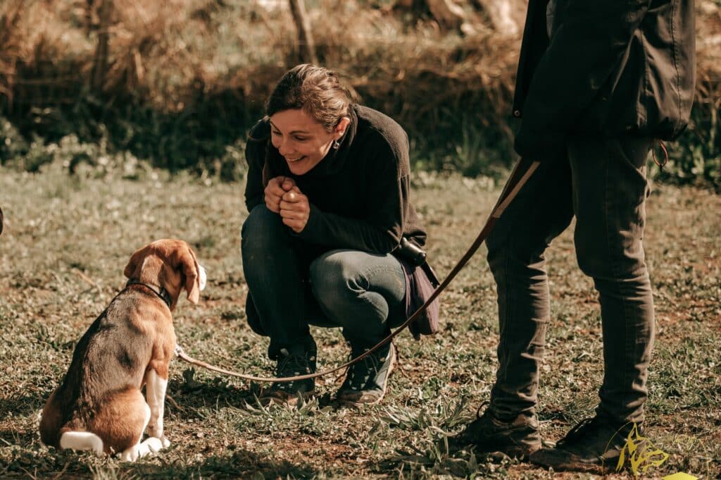 Moment de complicité et d'admiration entre l'éducatrice de Cyno Complices et un chiot Beagle lors d'une séance personnalisée
