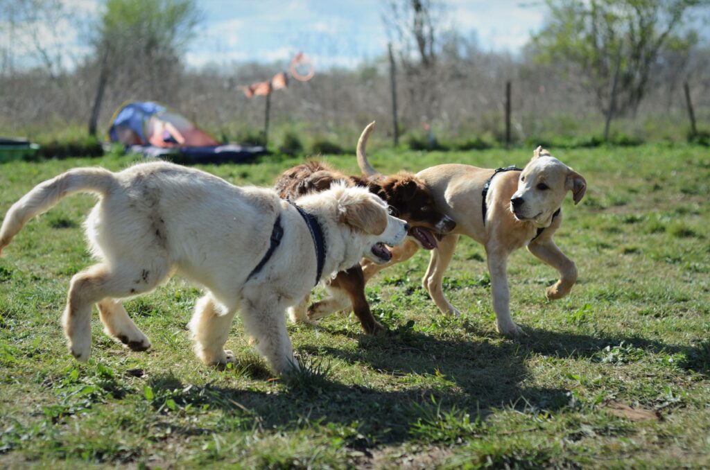 Apprentissage des codes sociaux et du langage canin à travers des interactions surveillées entre jeunes chiens