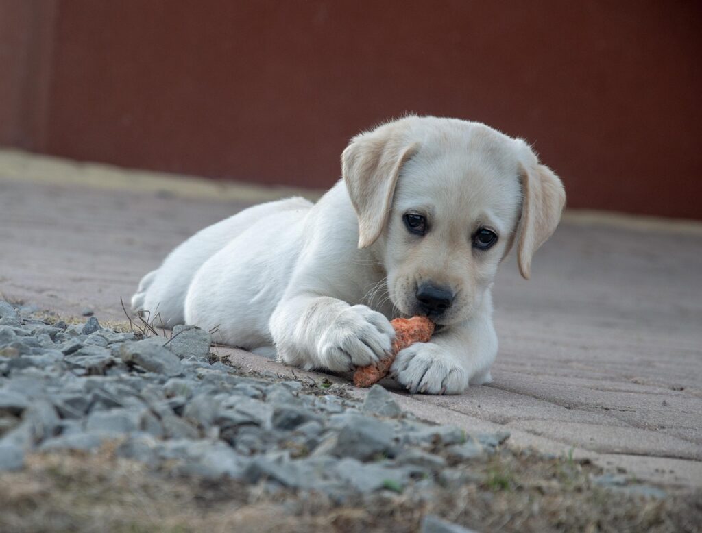 adopter un chiot labrador