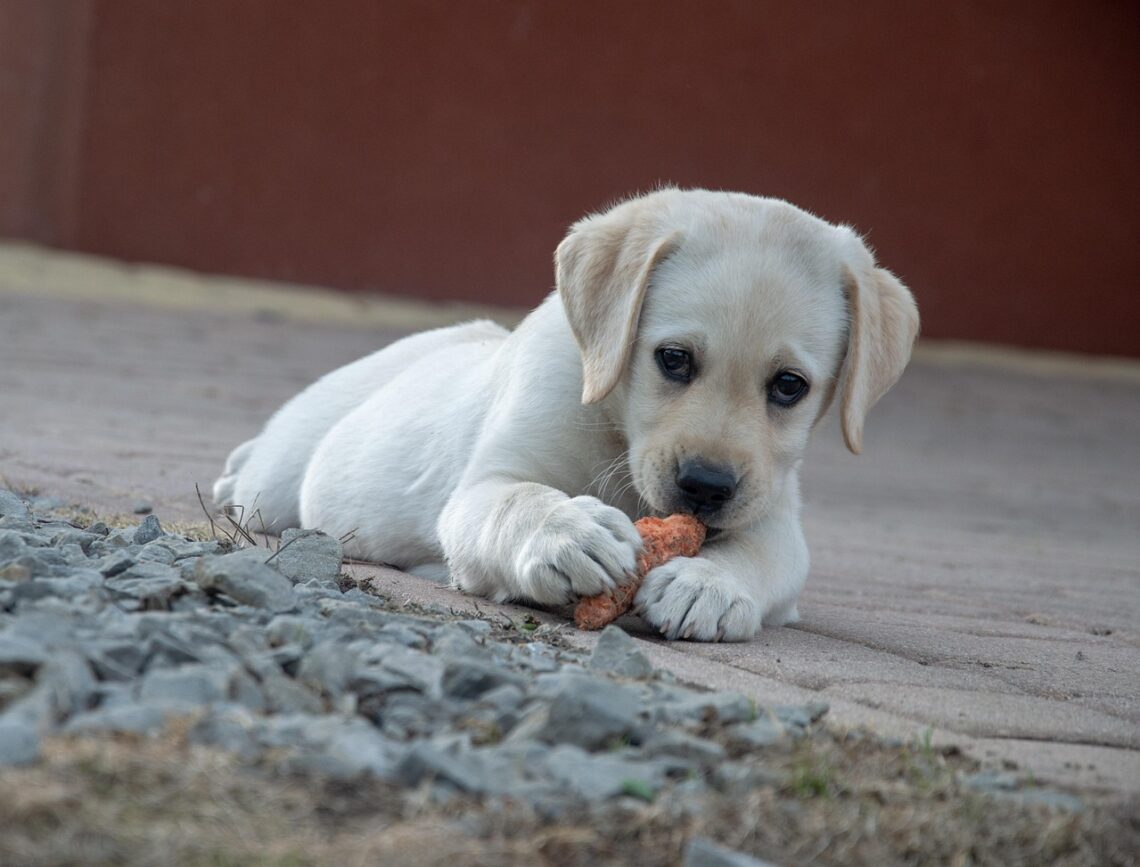 chiot qui mordille un jouet pendant son séjour en pension canine familiale spécial chiots Cyno Complices