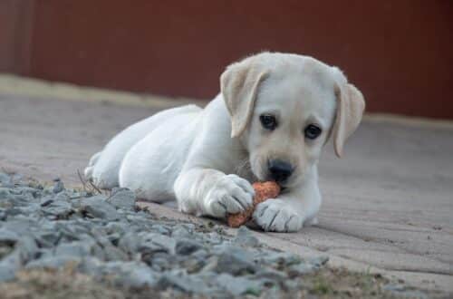 chiot qui mordille un jouet pendant son séjour en pension canine familiale spécial chiots Cyno Complices