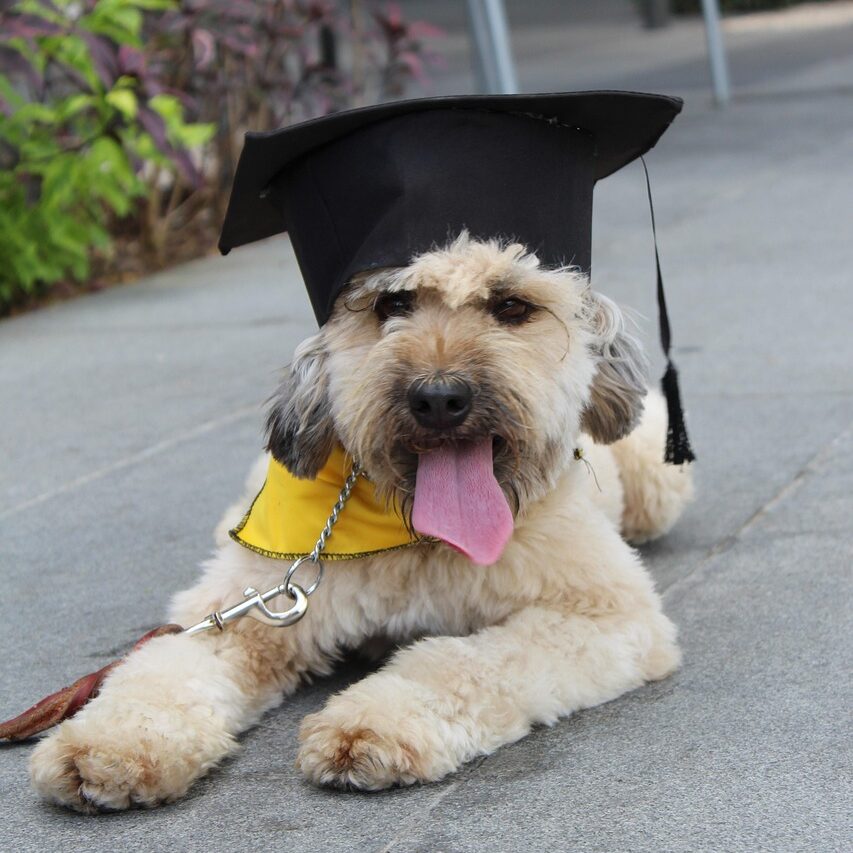 chien diplômé pour montrer l'importance des formations d'un professionnel d'une pension canine